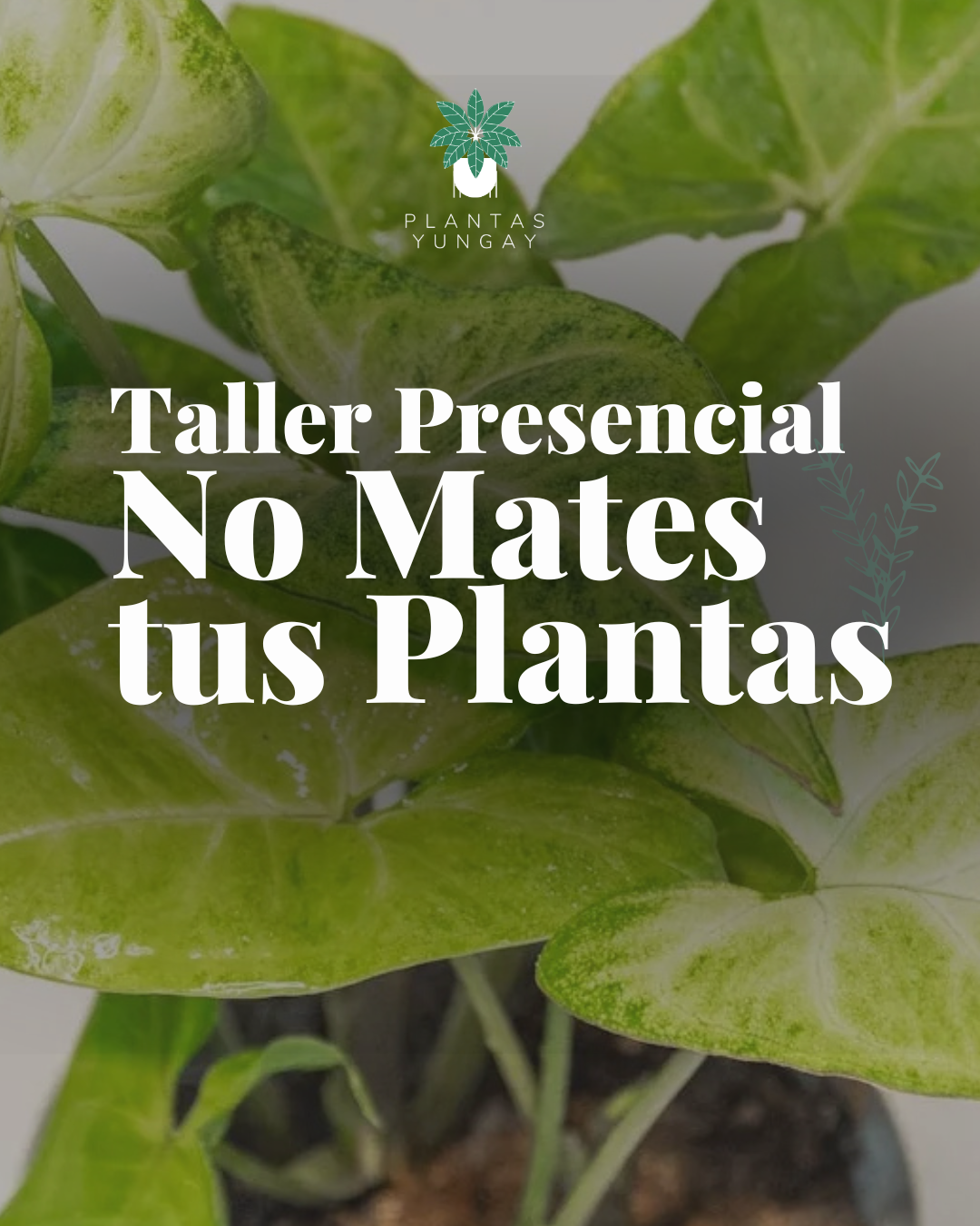 Taller Presencial No Mates tus Plantas 6 de septiembre