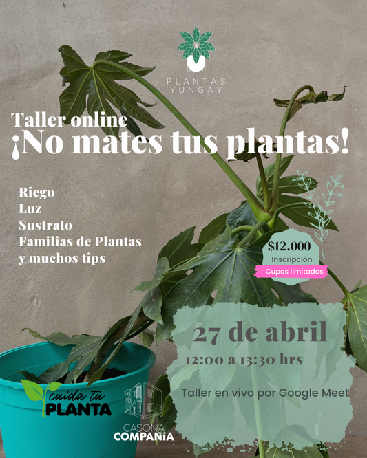 Taller Online "No Mates tus plantas " 27 de abril  2024