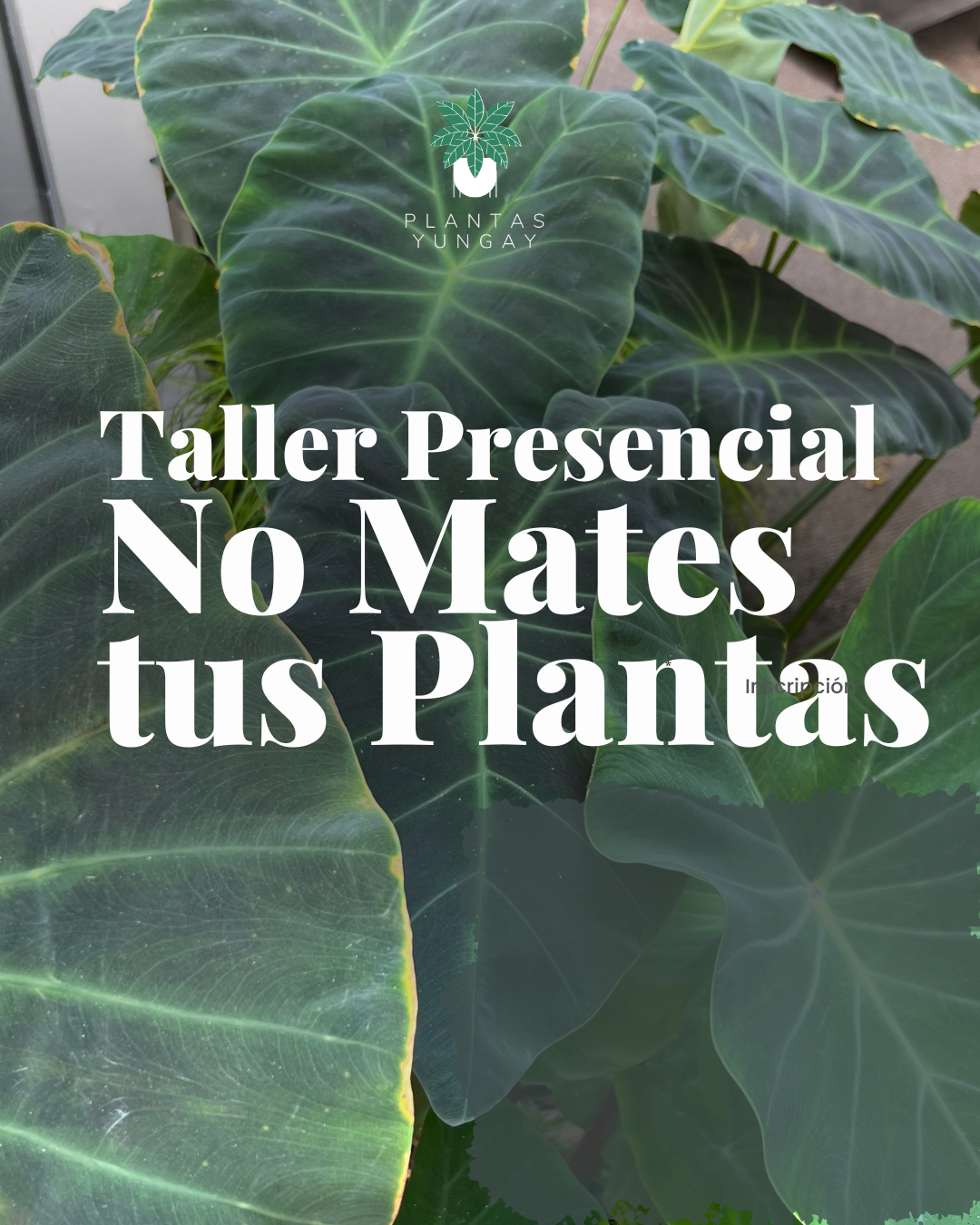 Taller Presencial No Mates tus Plantas 11 de octubre
