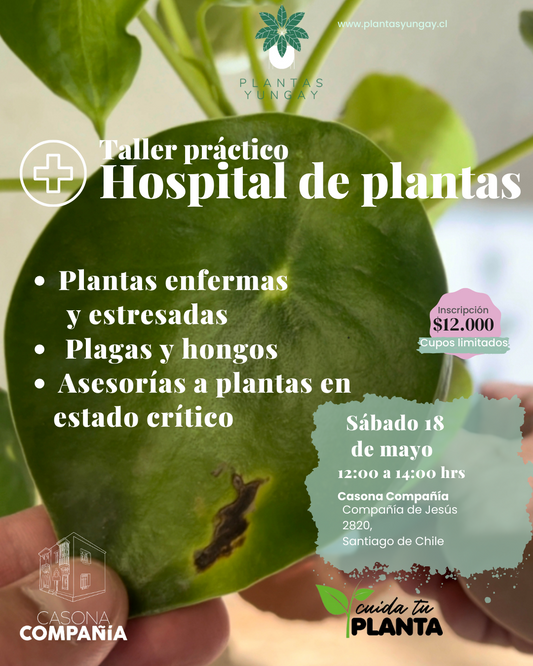 Taller práctico "Hospital de plantas" 18 de mayo