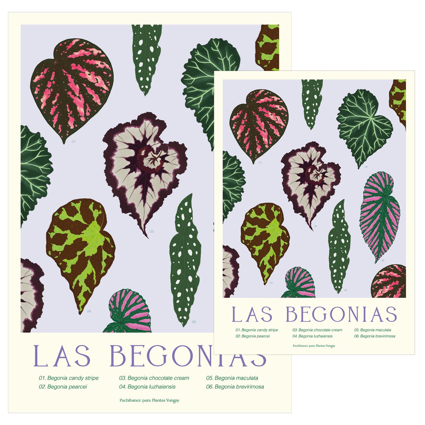 Print botánico Las Begonias