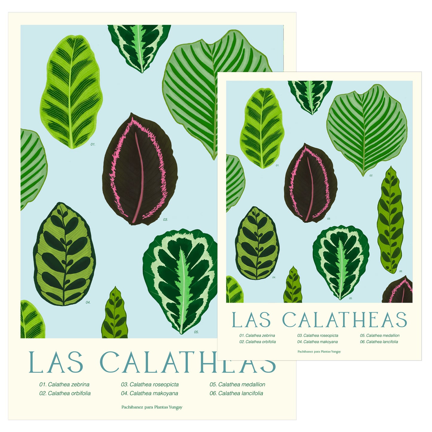 Print botánico Las Calatheas