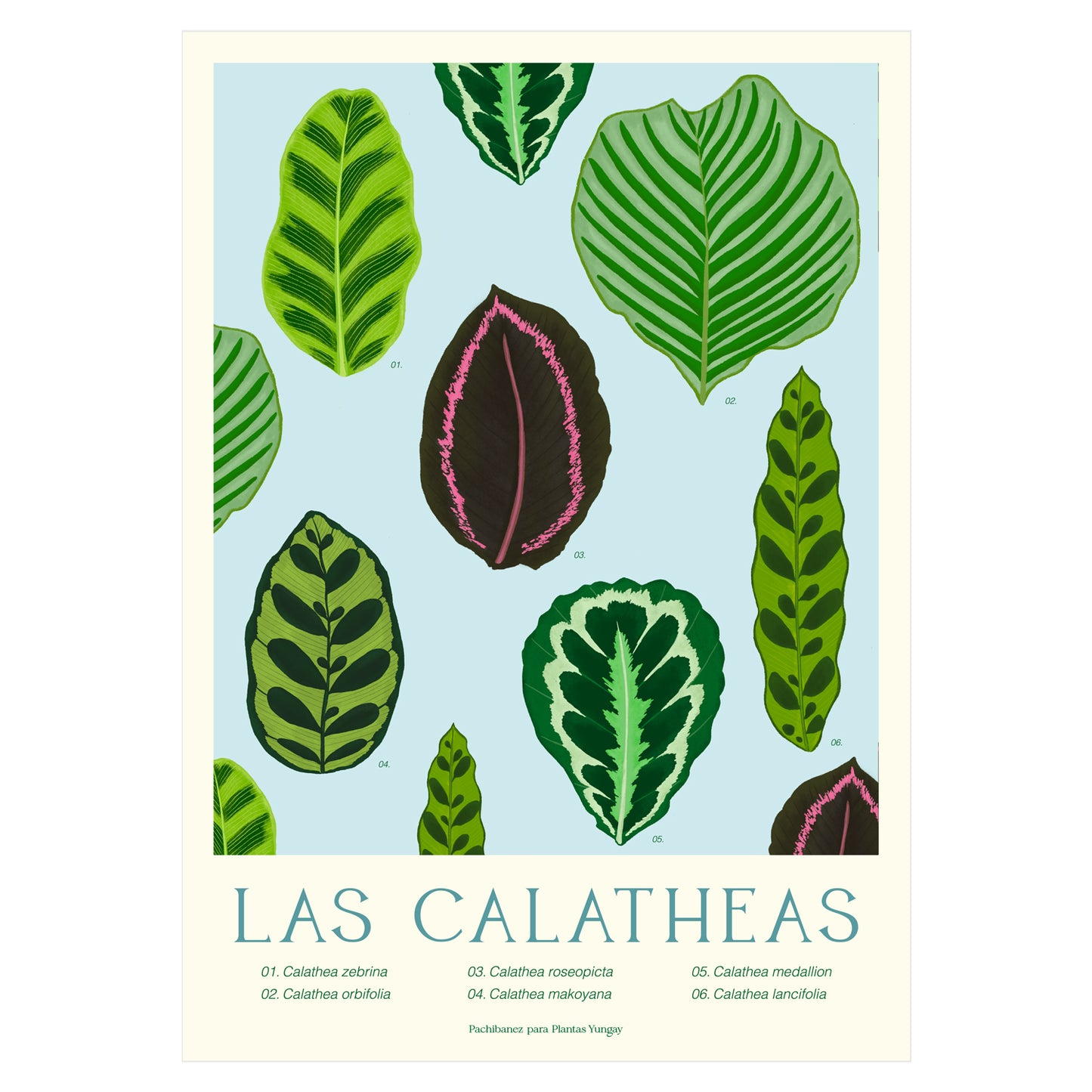 Print botánico Las Calatheas
