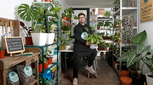Cómo cuidar plantas de interior sin matarlas.
