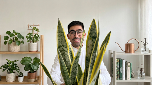 Lengua de Suegra: los 3 errores que debes evitar con esta planta 