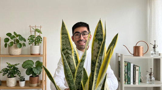 Lengua de Suegra: los 3 errores que debes evitar con esta planta "indestructible"