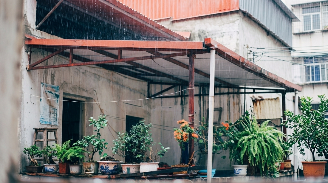Cómo cuidar tus plantas durante el temporal