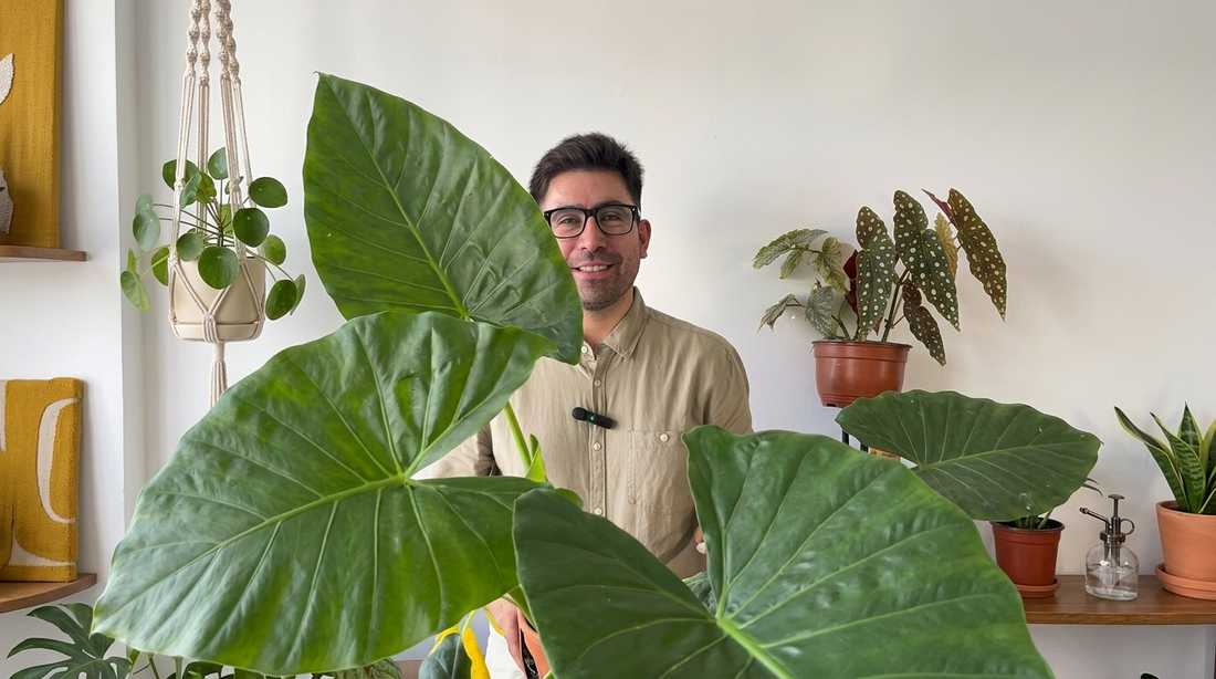 Plantas Yungay con un manto de eva gigante