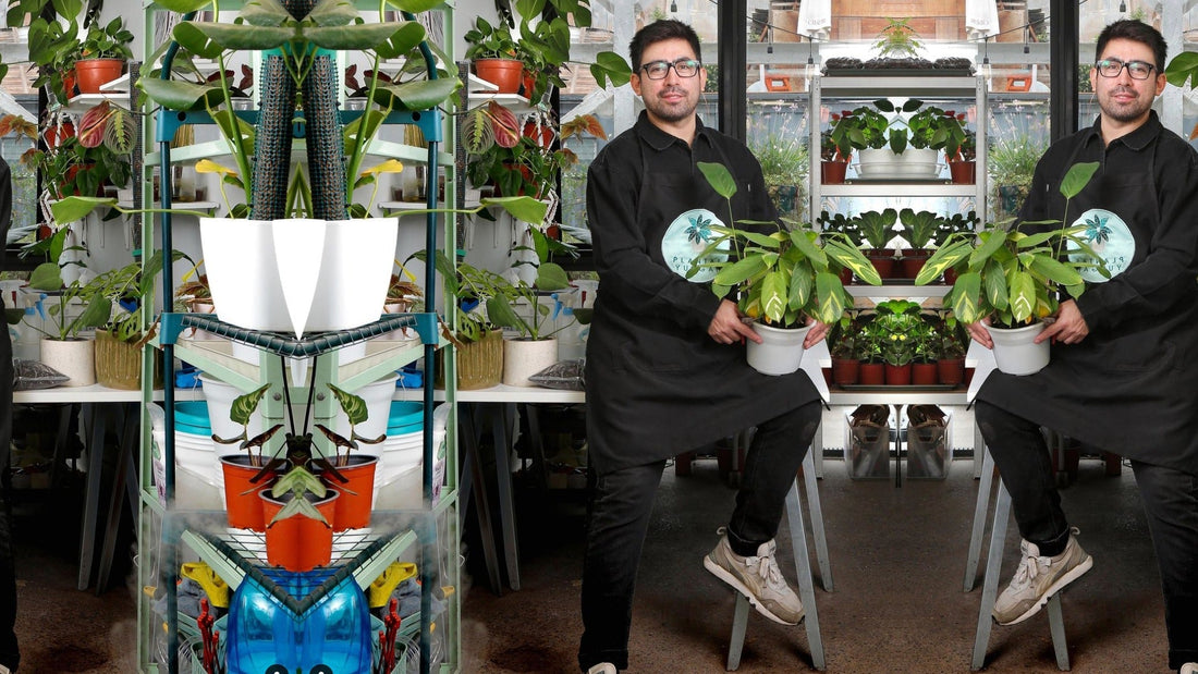 Cómo cuidar plantas de interior sin matarlas.