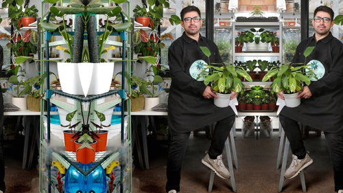 Cómo cuidar plantas de interior sin matarlas.