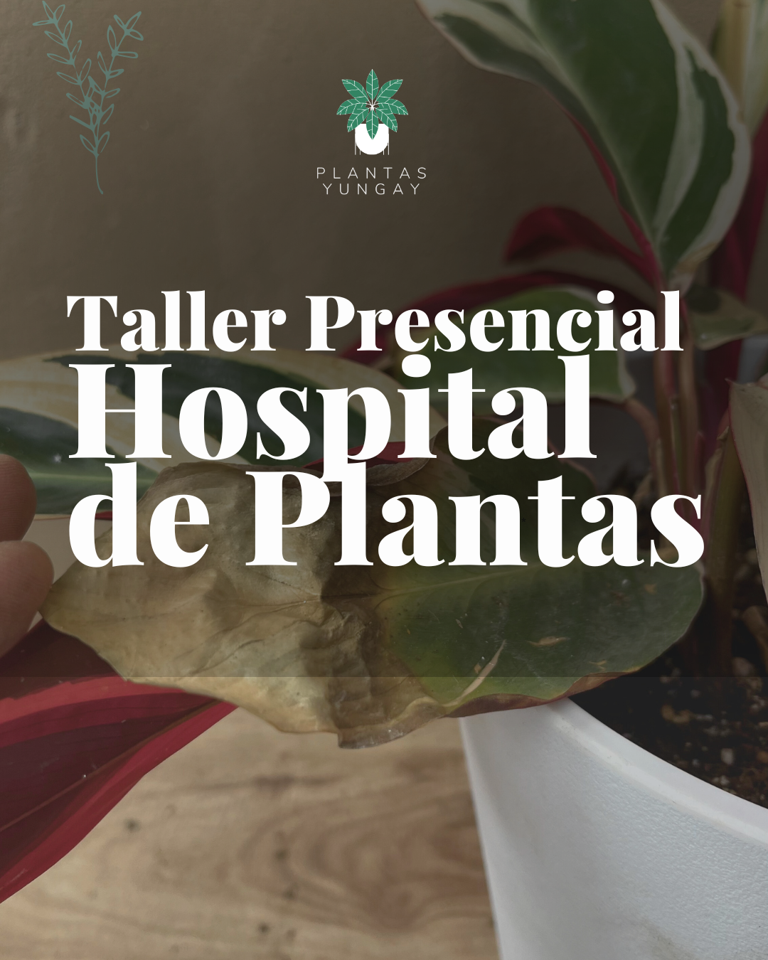 Taller práctico "Hospital de plantas" 31 de mayo