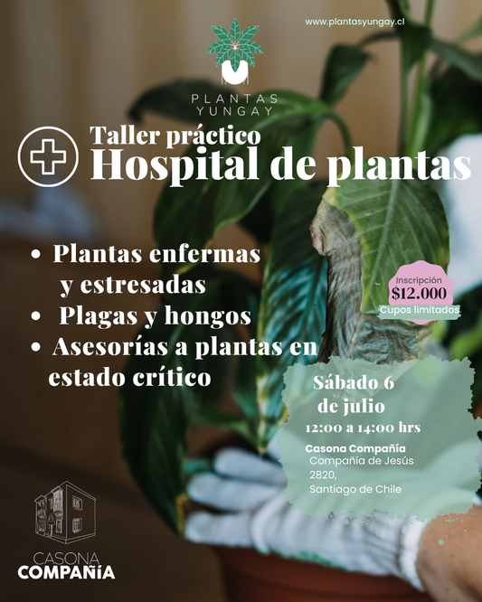 Taller práctico "Hospital de plantas" 6 de julio